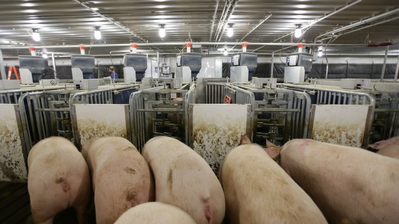 Figure 5: Electronic sow feeding using RFID. Source: Nedap